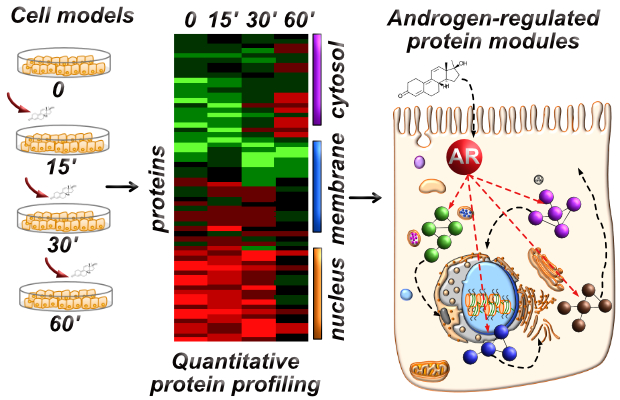 coregulatedproteins