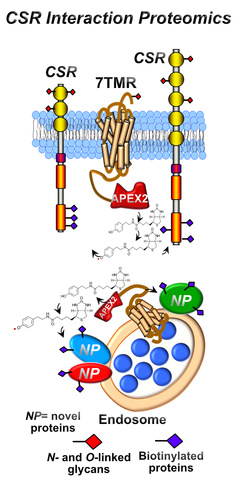 cellsurfaceinteractome