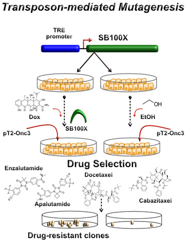 Drug selection